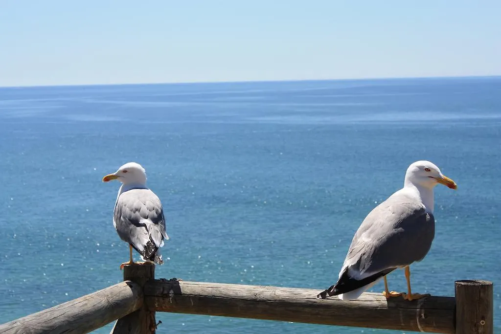 Praia Da Rocha Apartments بورتيماو